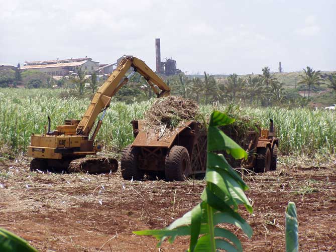 HC&S Cane Harvesting in Paia May 2005