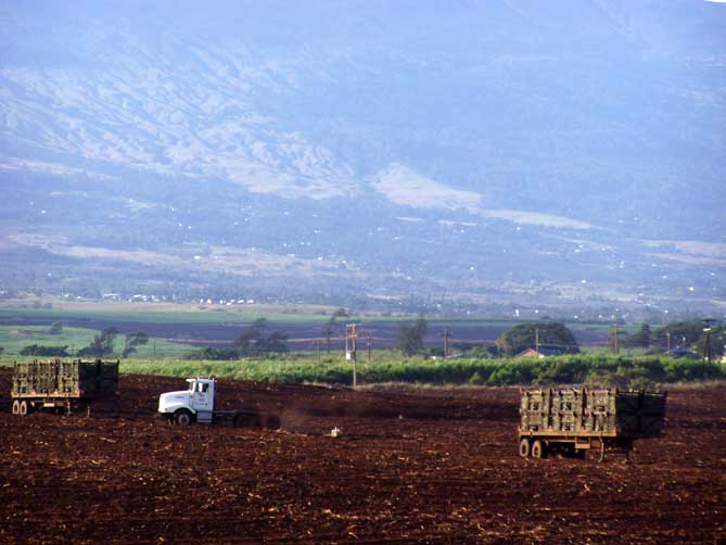 Cane Planting Paia June 2011